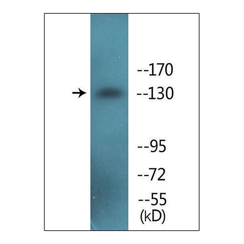 Merck Anti-phospho-IRS-1 (pSer307) antibody produced in rabbit