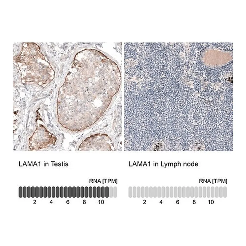 Merck Monoclonal Anti-LAMA1 antibody produced in mouse