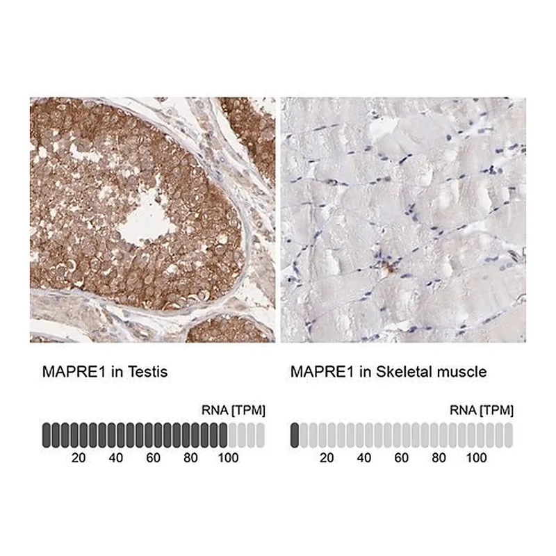 Merck Anti-MAPRE1 antibody produced in rabbit