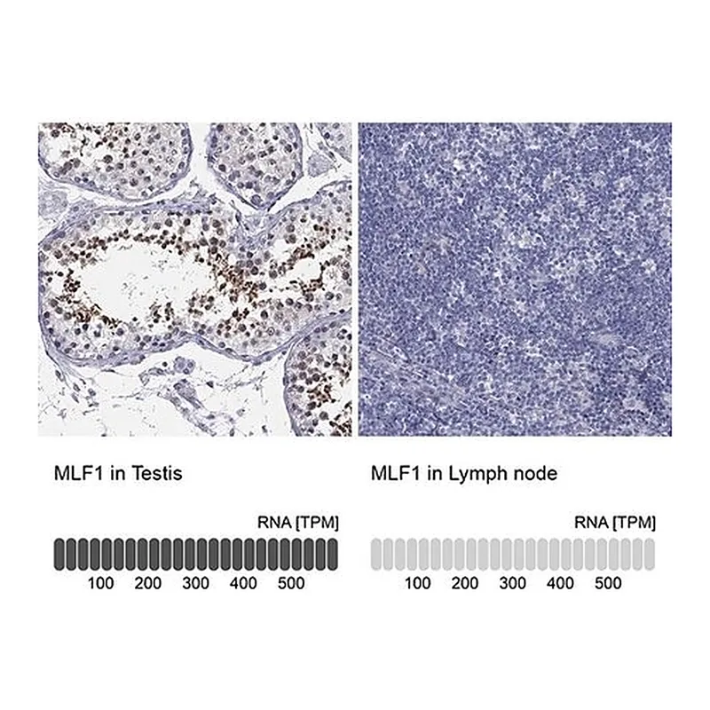 Merck Anti-MLF1 antibody produced in rabbit