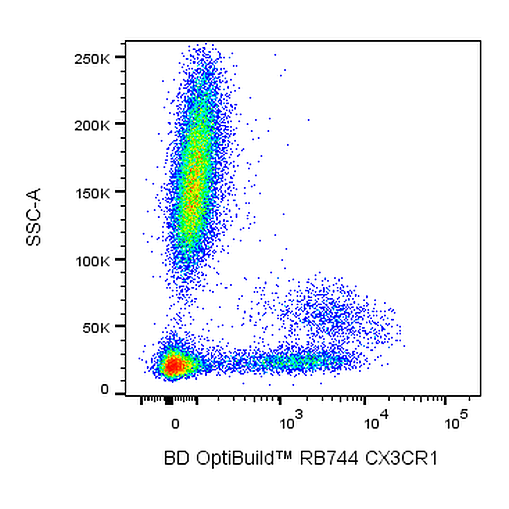BD RB744 Rat Anti-Human CX3CR1