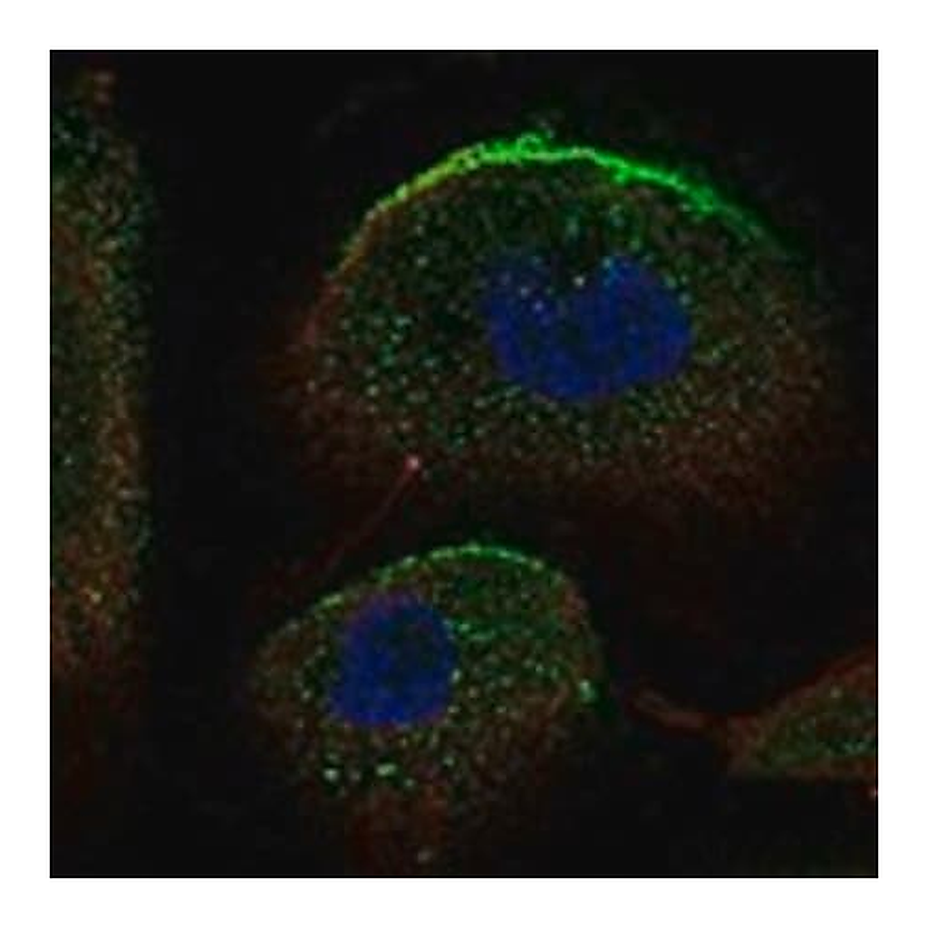 Merck Anti-SLC34A2 antibody produced in rabbit