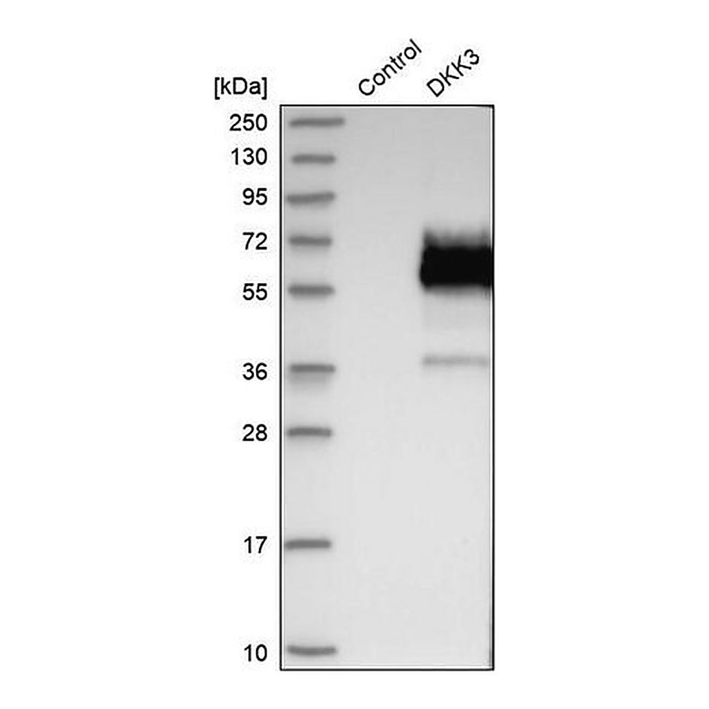 Merck Anti-DKK3 antibody produced in rabbit