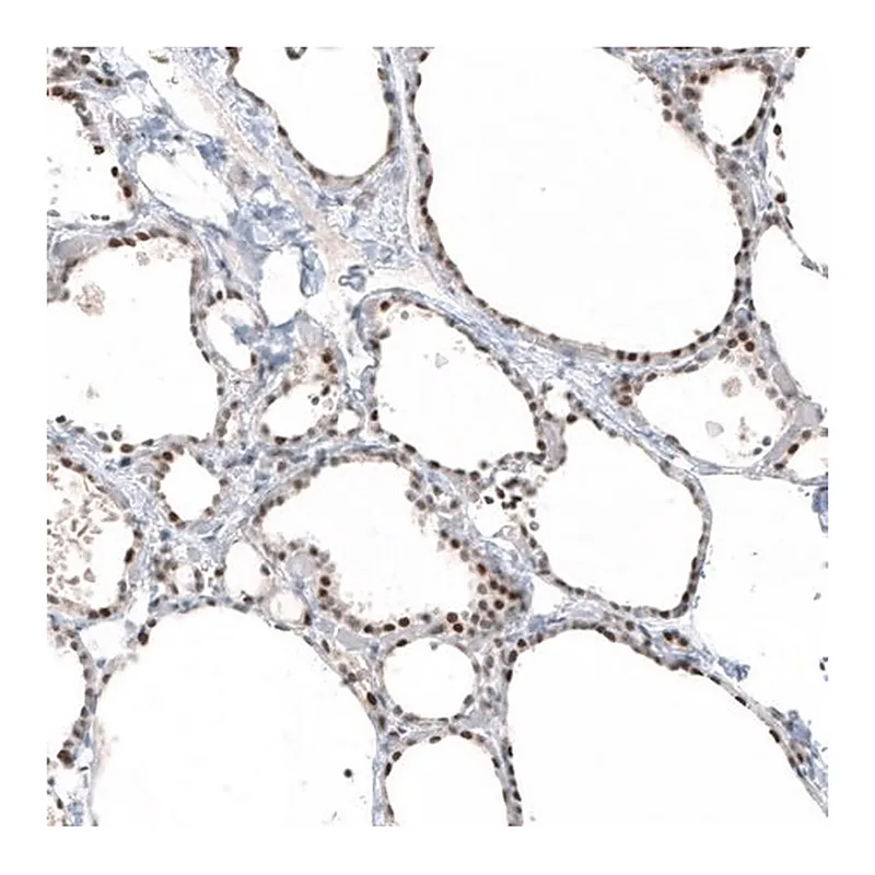 Merck Monoclonal Anti-PIK3CB antibody produced in mouse