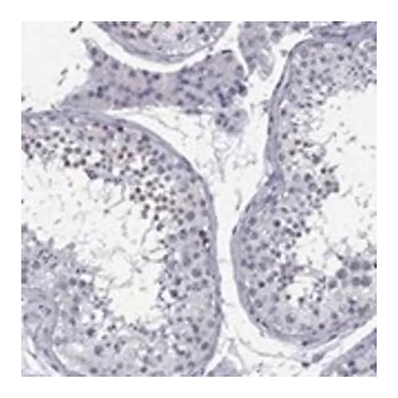 Merck Anti-DOT1L antibody produced in rabbit