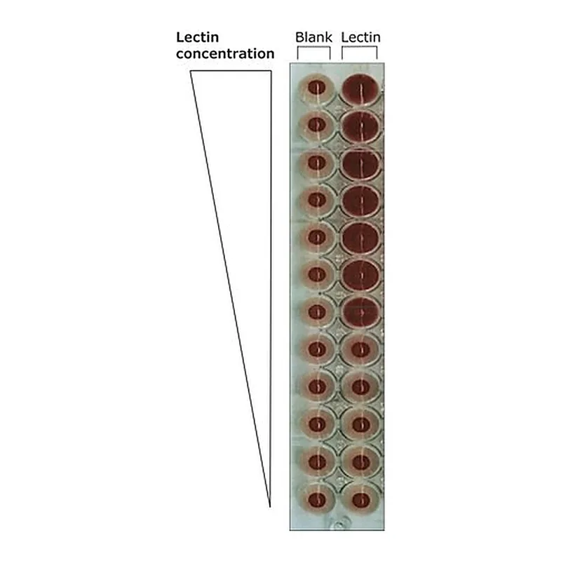 Merck Lectin from Phaseolus vulgaris (red kidney bean)