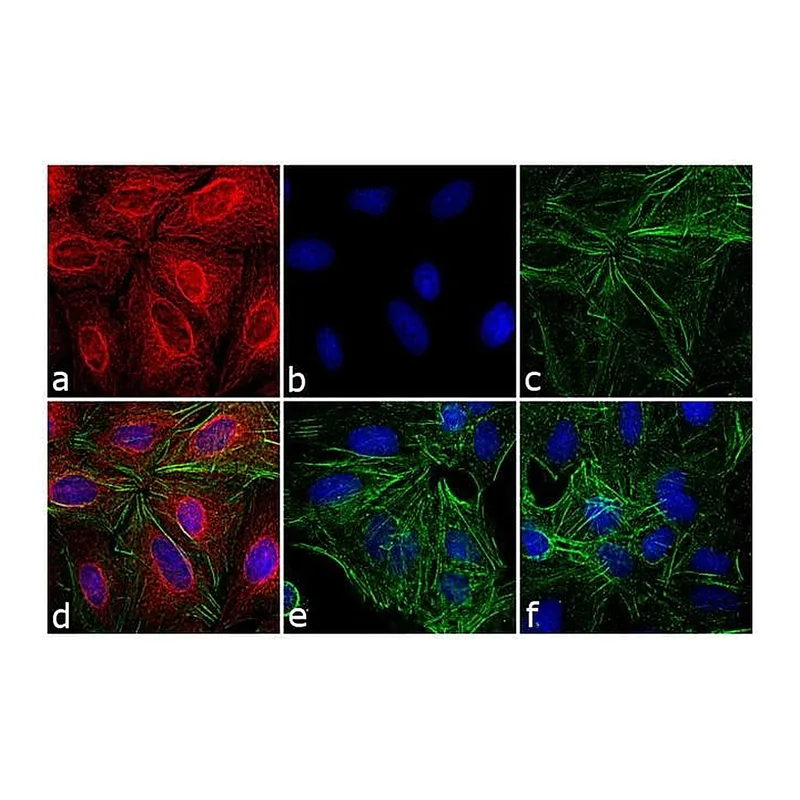 Thermo Fisher Scientific Donkey anti-Rat IgG (H+L) Cross-Adsorbed Secondary Antibody, DyLight 680
