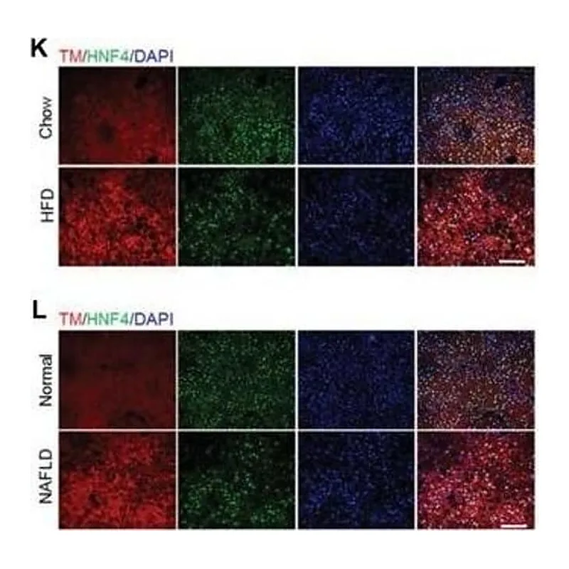 Thermo Fisher Scientific Goat anti-Mouse IgG (H+L) Secondary Antibody, FITC