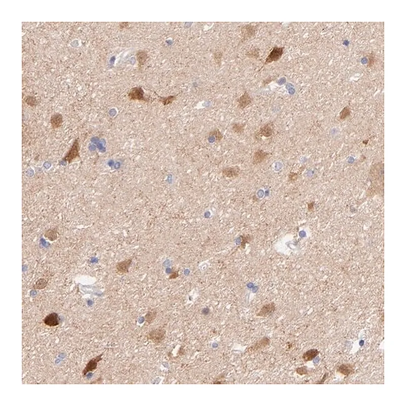 Merck Anti-GPHN antibody produced in rabbit