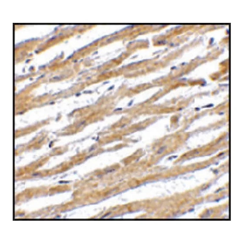 Merck Anti-PDL-1 antibody produced in rabbit