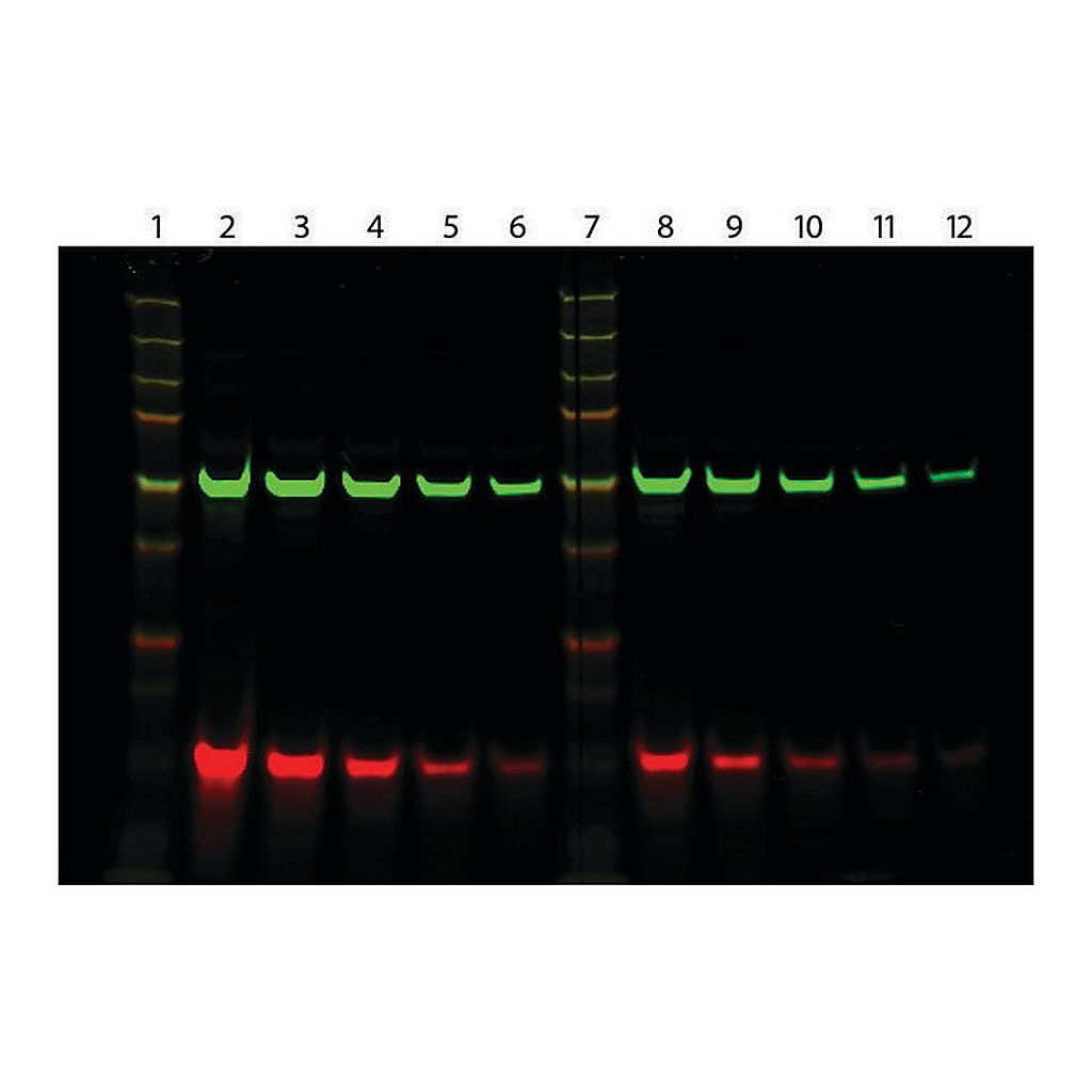 Merck Monoclonal Anti-biotin IgG, CF(TM)770 antibody produced in mouse