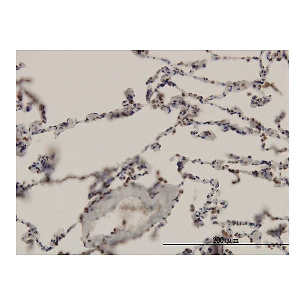 Merck Monoclonal Anti-ARNT antibody produced in mouse