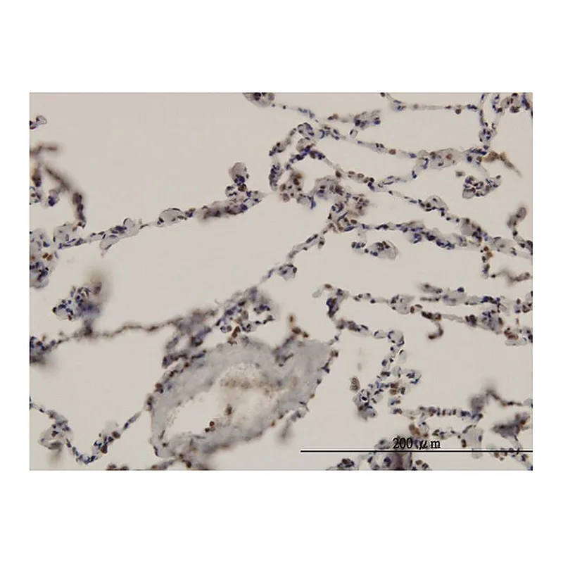 Merck Monoclonal Anti-ARNT antibody produced in mouse