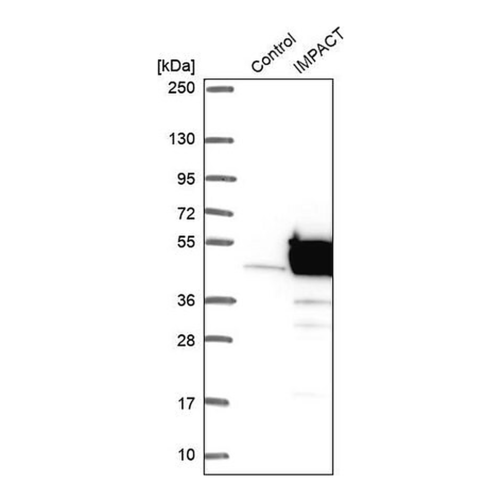 Merck Anti-IMPACT antibody produced in rabbit
