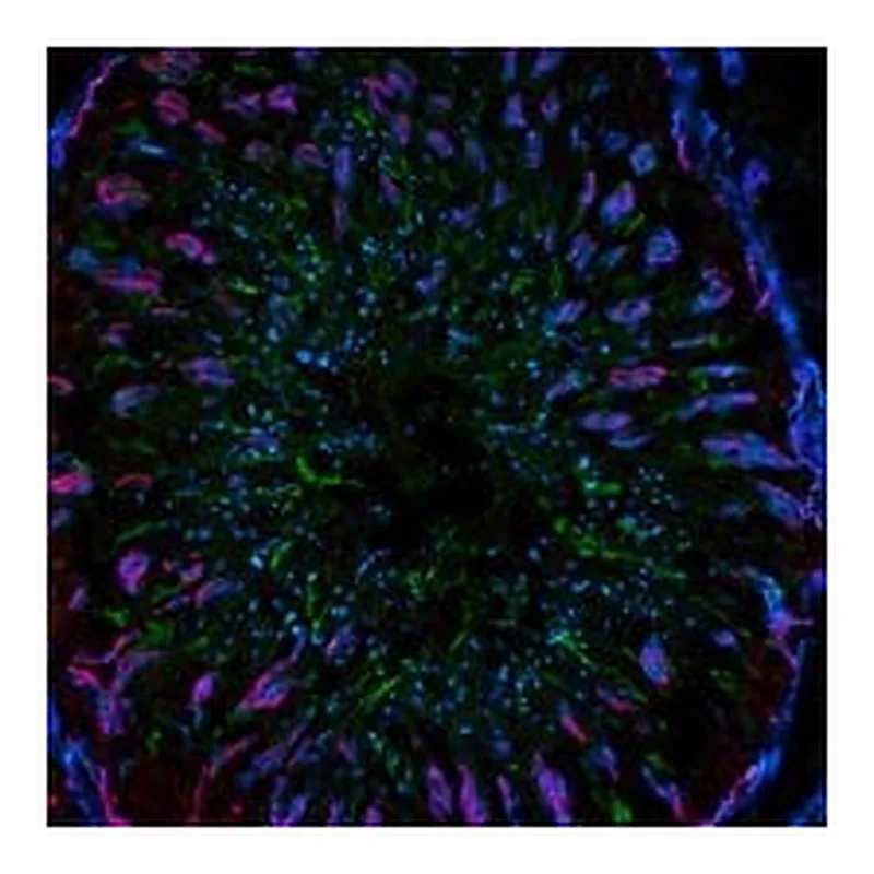 Merck ANTI-MOUSE IGG1 (GAMMA1), CF488A