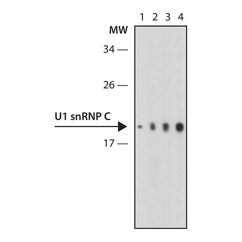 Merck Anti-U1 snRNP C (U1C) antibody, Rat monoclonal
