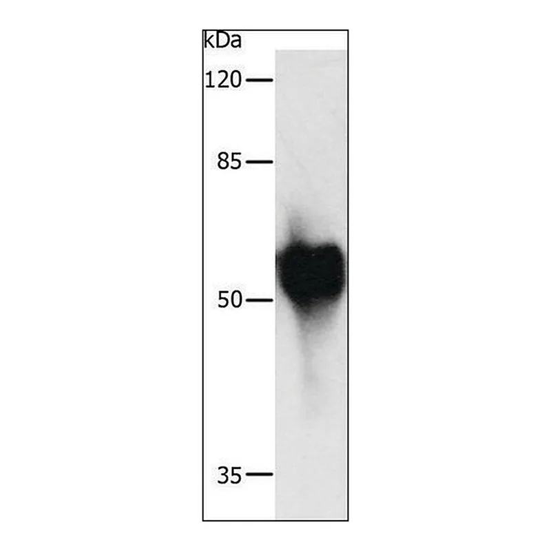 Merck Anti-c-Myc Tag antibody produced in rabbit