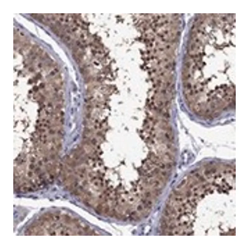 Merck Anti-POU5F2 antibody produced in rabbit