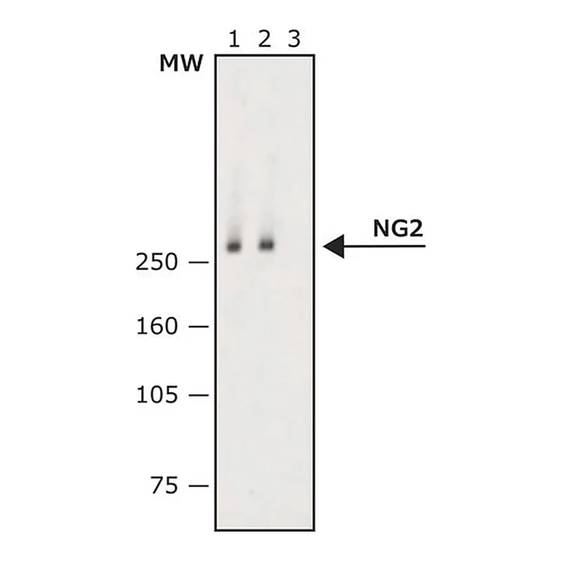 Merck Monoclonal Anti-NG2 antibody produced in mouse