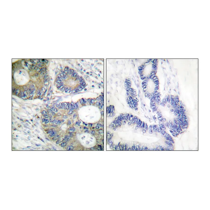 Merck Anti-4E-BP1 antibody produced in rabbit