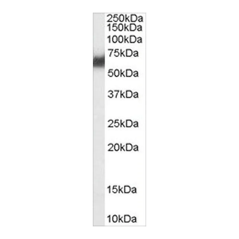 Merck Anti-PDIA2/PDIP antibody produced in goat