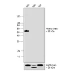 Thermo Fisher Scientific Goat anti-Human IgG (Heavy chain) Superclonal Secondary Antibody