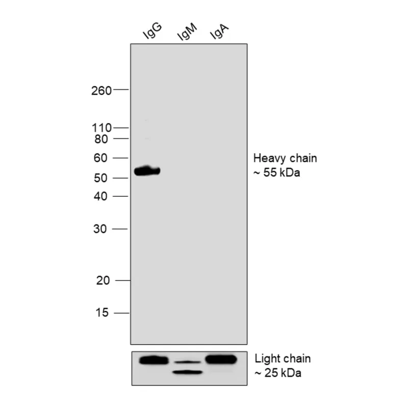 Thermo Fisher Scientific Goat anti-Human IgG (Heavy chain) Superclonal Secondary Antibody