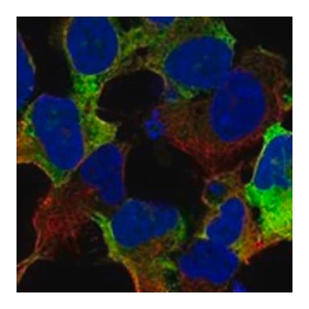 Merck Anti-LIN28A antibody produced in rabbit
