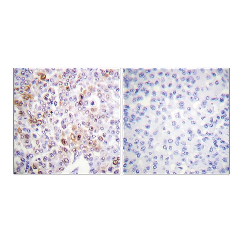 Merck Anti-Histone H4 (Acetyl-Lys16) antibody produced in rabbit