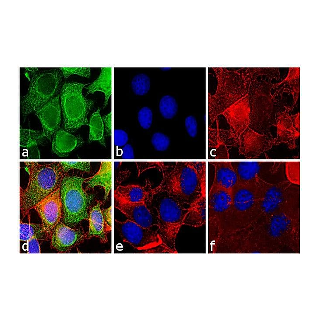 Thermo Fisher Scientific Rabbit anti-Mouse IgG (H+L) Secondary Antibody, FITC