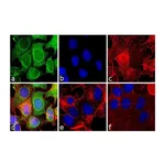 Thermo Fisher Scientific Rabbit anti-Mouse IgG (H+L) Secondary Antibody, FITC