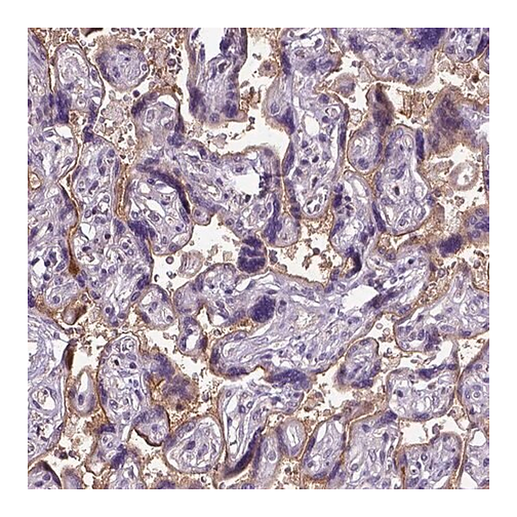 Merck Anti-ENG antibody produced in rabbit