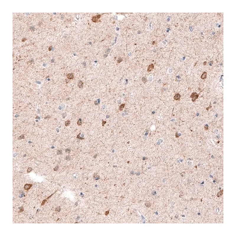 Merck Monoclonal Anti-CDKL5 antibody produced in mouse