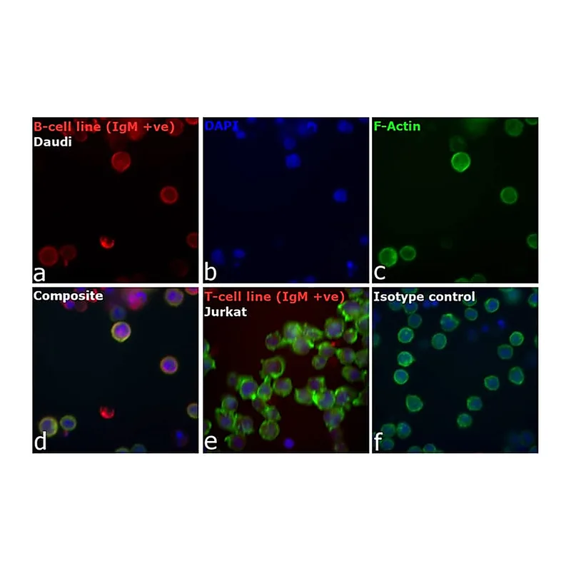 Thermo Fisher Scientific Goat anti-Human IgM Cross-Adsorbed Secondary Antibody, DyLight 550