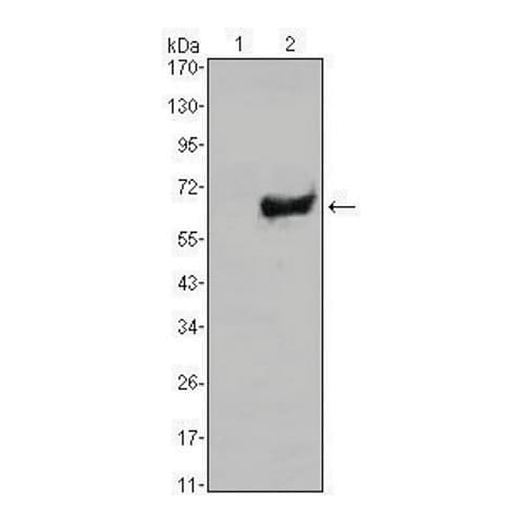 Merck Monoclonal Anti-SOX2 antibody produced in mouse