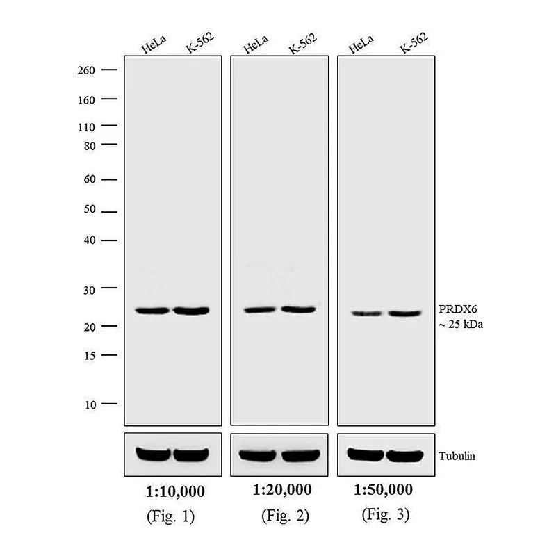 Thermo Fisher Scientific Donkey anti-Rabbit IgG (H+L) Cross-Adsorbed Secondary Antibody, Biotin