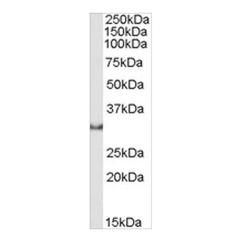 Merck Anti-Osteopontin/SPP1 antibody produced in goat