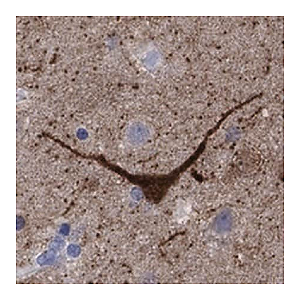 Merck Anti-NOS1 antibody produced in rabbit