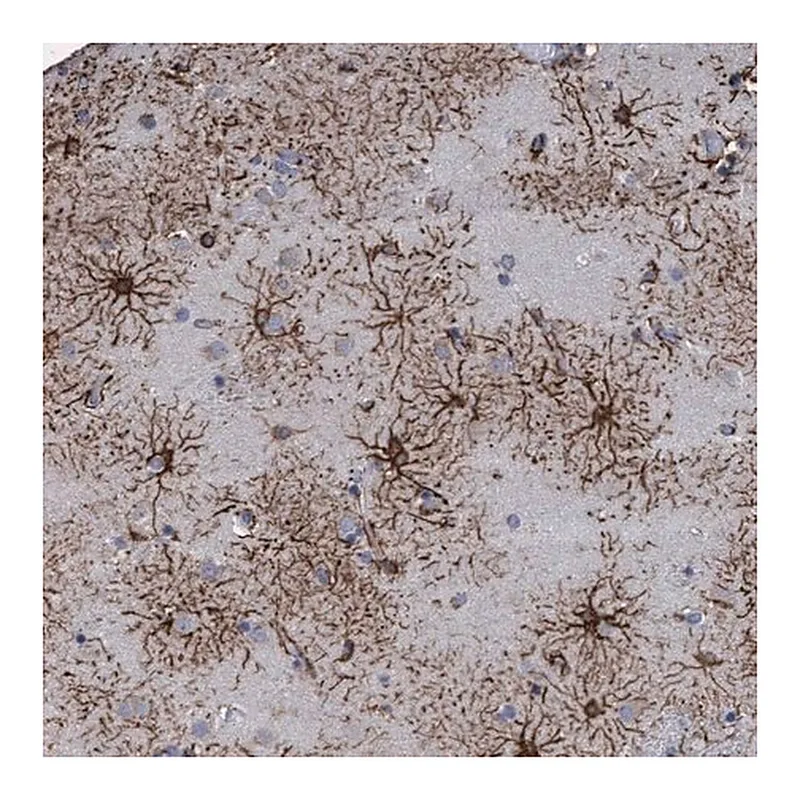 Merck Anti-GPR39 antibody produced in rabbit
