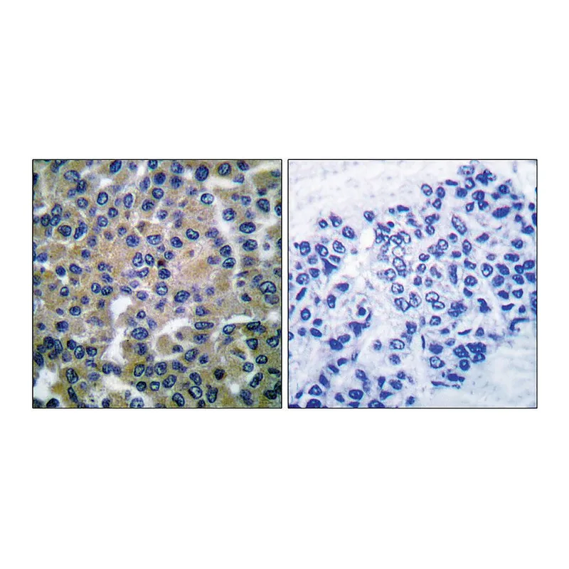 Merck Anti-SYK antibody produced in rabbit