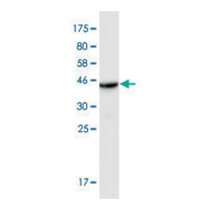 Merck Monoclonal Anti-SLC44A1 antibody produced in mouse