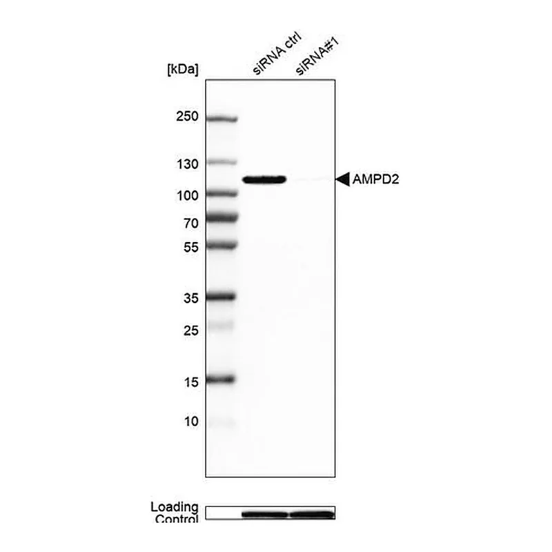 Merck Anti-AMPD2 antibody produced in rabbit