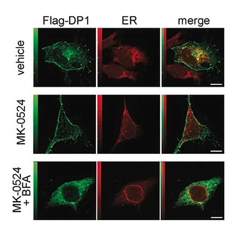 Merck GOAT ANTI-MOUSE IGG (WHOLE MOLECULE)