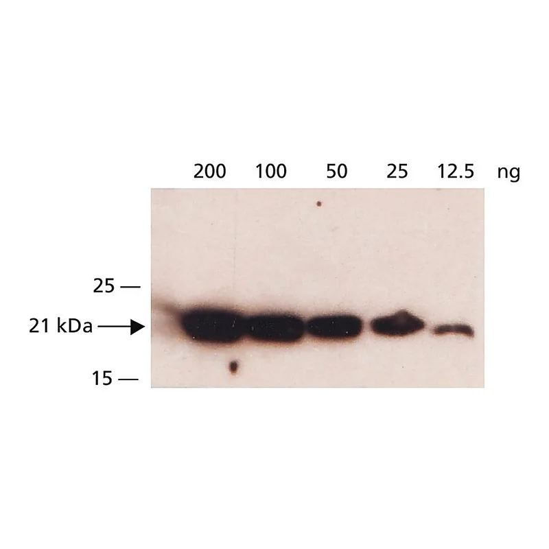 Merck Anti-DHFR, N-terminal antibody produced in rabbit