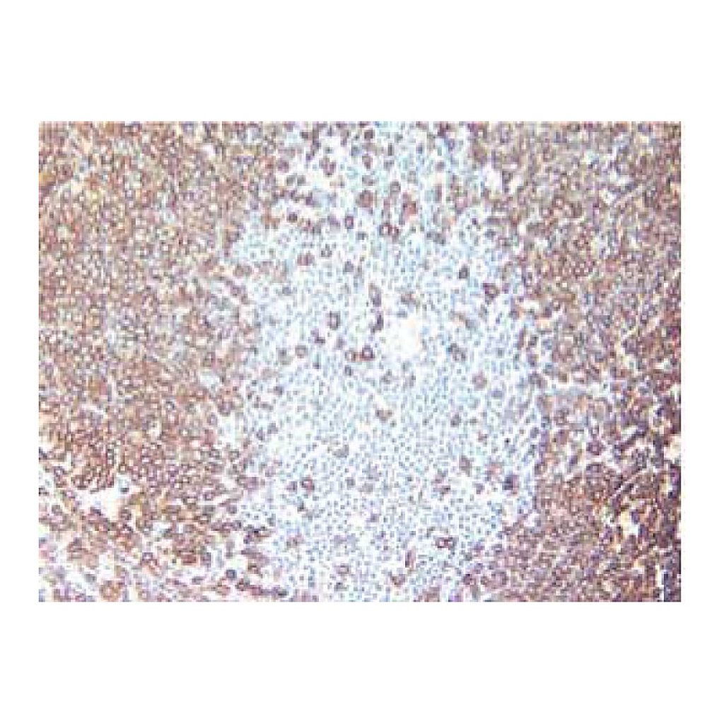BD Purified Rat Anti-Mouse CD45R