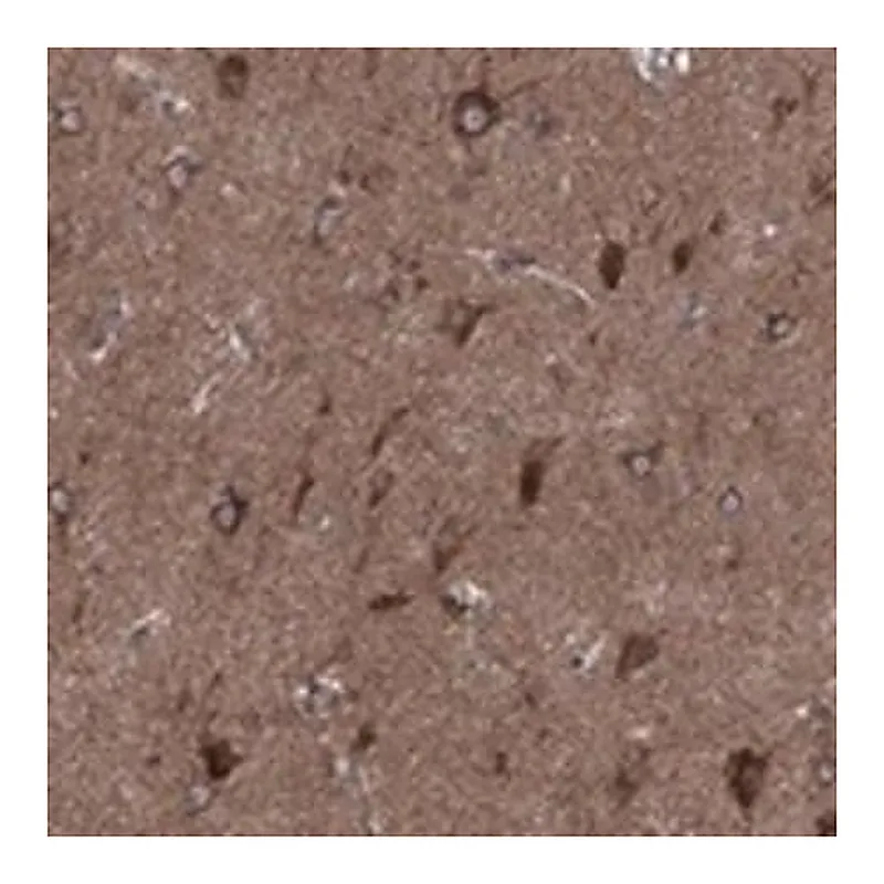 Merck Anti-CLPTM1 antibody produced in rabbit