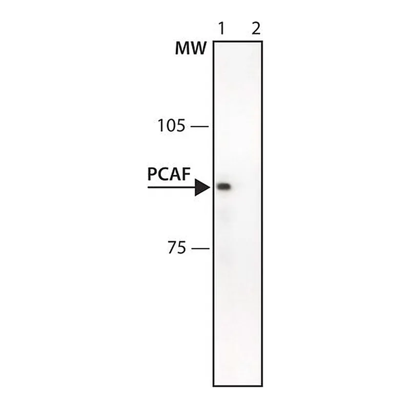 Merck Anti-PCAF antibody produced in rabbit