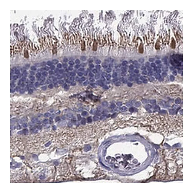 Merck Anti-CFAP161 antibody produced in rabbit