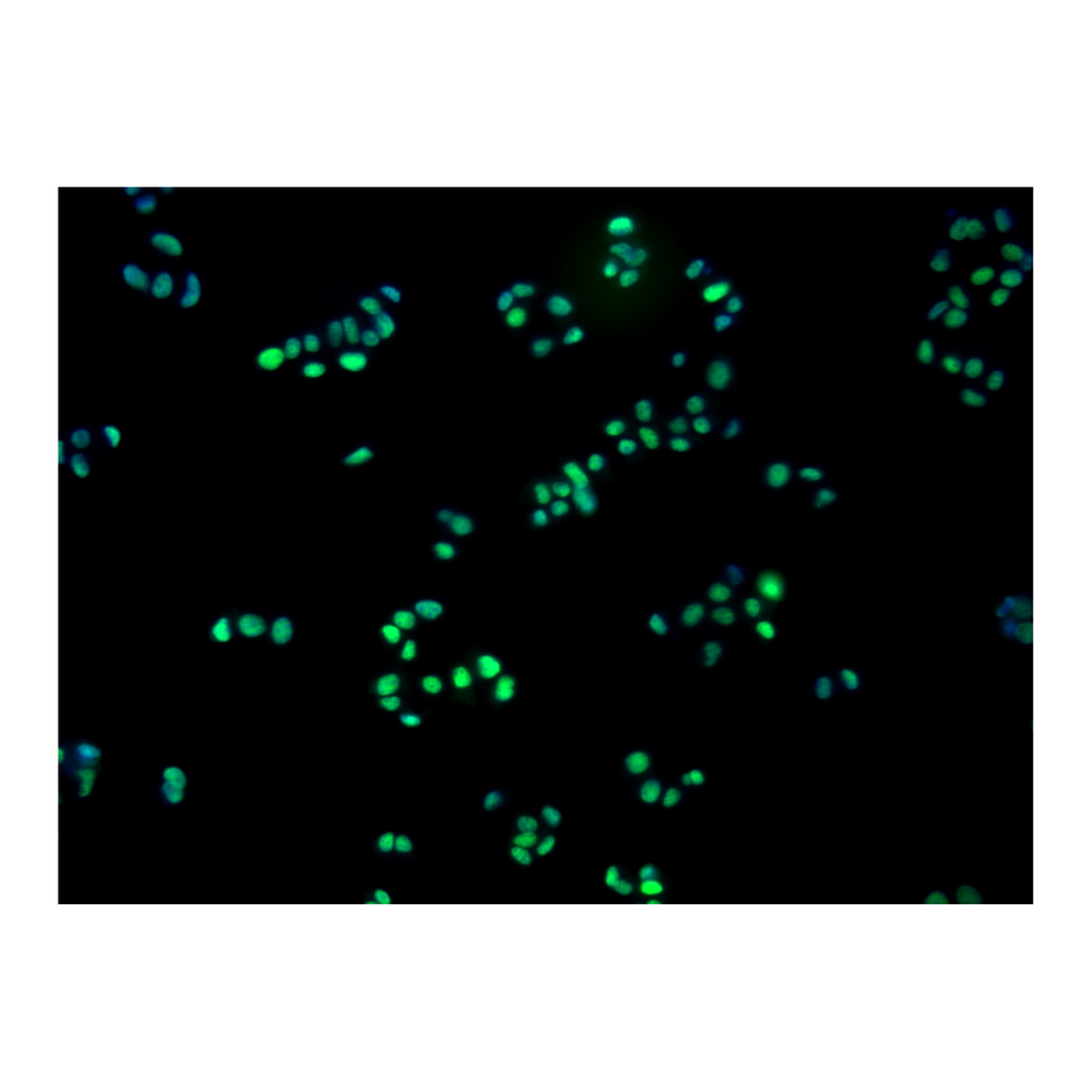 BD Purified Mouse anti-Islet-1