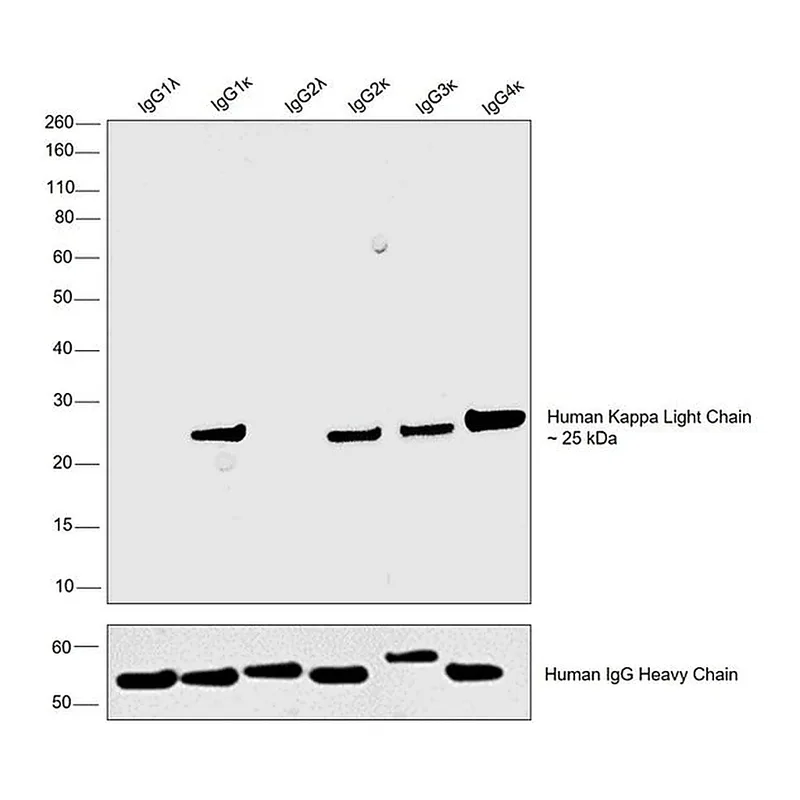Thermo Fisher Scientific Goat anti-Human Kappa Light Chain Cross-Adsorbed Secondary Antibody